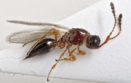 Trichopria drosophilae